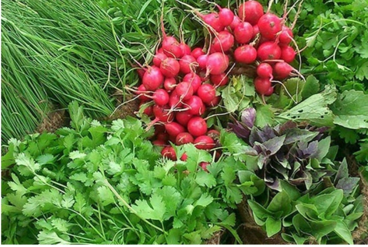 بذرسبزیجات اصلاح شده
